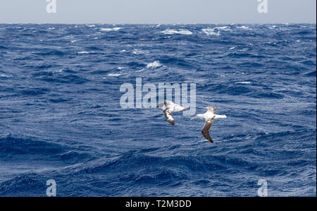 Wandering Albatross, Diomedea exulans und Cape Petrel; Daption capense in der Drake Passage, im Südlichen Ozean. Stockfoto