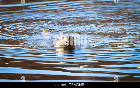 Einen erwachsenen Mann (Hund) Eurasische Fischotter (Lutra lutra) schwimmt auf dem Fluss Severn in der Stadt Shrewsbury, Shropshire, England. Stockfoto