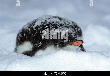 Gentoo Pinguin (Pygoscelis papua), jungen Festlegung auf Schnee, Port Lockroy, Antarktische Halbinsel, Antarktis Stockfoto