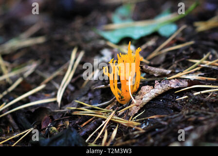 Gelbe staghorn (auch"Scale-up Jelly Geweih Pilz, Calocera viscosa), im Nesscliffe, Shropshire, England wächst. Stockfoto