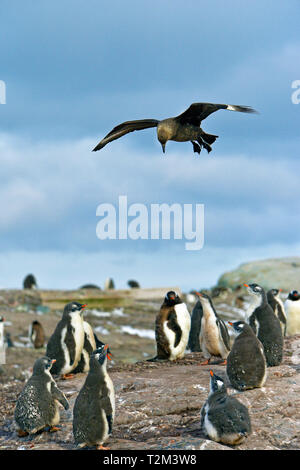 Braune Skua (Eulen antarcticus) über eine Gruppe junger Gentoo penguina (Pygoscelis papua), Korpus Island, Falkland Inseln, Großbritannien fliegen Stockfoto