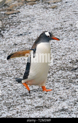 Gentoo Pinguin (Pygoscelis papua), Korpus Island, Falkland Inseln, Großbritannien Stockfoto