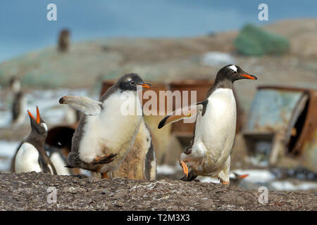 Gentoo Pinguin (Pygoscelis papua), Erwachsene mit Jungen, Stromness Bay, South Georgia Island Stockfoto