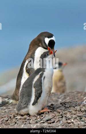 Gentoo Pinguin (Pygoscelis papua), erwachsene Jungen füttert, Stromness Bay, South Georgia Island Stockfoto