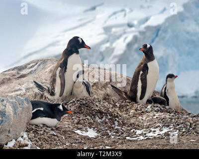 Gentoo Pinguin (Pygoscelis papua), Erwachsene mit Jungen, Laurie Island, Orkney Islands, Drake Straße, Antarktis Stockfoto