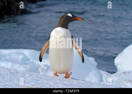 Gentoo Pinguin (Pygoscelis papua), Laurie Island, Orkney Islands, Drake Straße, Antarktis Stockfoto