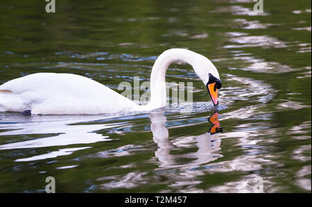 Ein höckerschwan (Cygnus olor) schwimmt auf dem Fluss Severn in Shrewsbury, Shropshire, England. Stockfoto