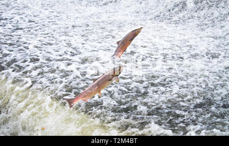 Ein paar der Atlantischen Lachs (Salmo salar) springt aus dem Wasser an der Shrewsbury Wehr auf den Fluss Severn in einem Versuch, stromaufwärts zu bewegen, um zu laichen. Shr Stockfoto