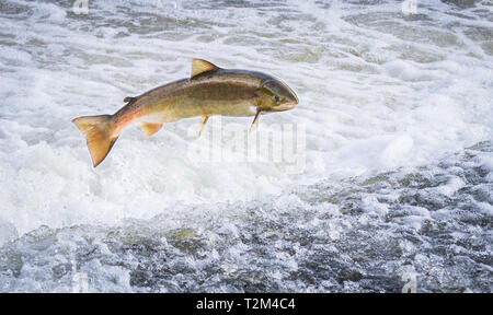 Ein Atlantischer Lachs (Salmo salar) springt aus dem Wasser an der Shrewsbury Wehr auf den Fluss Severn in einem Versuch, stromaufwärts zu bewegen, um zu laichen. Shropshire Stockfoto