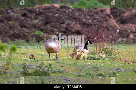 Ein zuchtpaar der Kanadagänse (Branta canadensis) mit sechs Gänschen Spaziergänge auf einer Wiese an der Wood Lane Naturschutzgebiet in Shropshire, England. Stockfoto