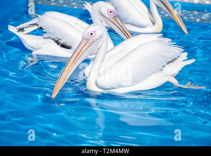 Weiße Pelikan Vogel mit gelbem langen Schnabel schwimmt auf dem Wasser, in der Nähe Stockfoto