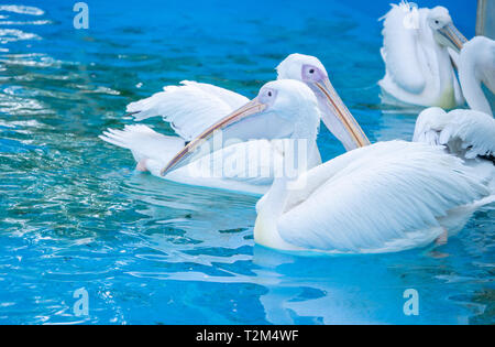 Weiße Pelikan Vogel mit gelbem langen Schnabel schwimmt auf dem Wasser, in der Nähe Stockfoto