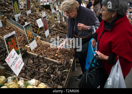 Zwei Frauen kaufen Lampen an einem der Blume Verkaufsstände in Amsterdam. Stockfoto