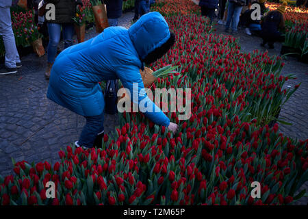 Teilnehmer an der Präsentation der Nationalen tulip Tag in Amsterdam stattfindet, nehmen Sie Blumensträuße mit den Tulpen während der Veranstaltung ausgestellt. Stockfoto