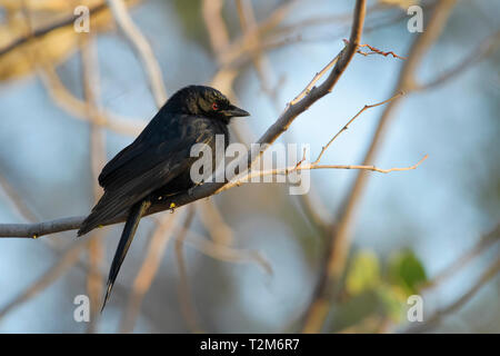 Fork-tailed Drongo - Dicrurus adsimilis, schöne schwarze Long-tail sitzenden Vogels aus afrikanischen Büsche, Namibia. Stockfoto