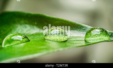 Makro Nahaufnahme von drei Wassertropfen auf einem grünen Blatt einer Pflanze Stockfoto