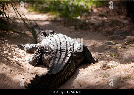 Rückansicht eines großen Krokodil zu 'Hartley's Crocodile Adventures, Captain Cook Highway, Wangetti, Queensland, Australien. Stockfoto