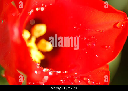 Tröpfchen in Tulip Blumen. Stockfoto
