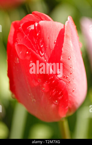 Tröpfchen in Tulip Blumen. Stockfoto