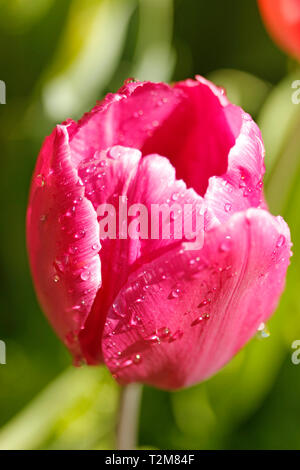 Tröpfchen in Tulip Blumen. Stockfoto