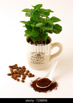 Kaffeepflanze und Körner. Stockfoto