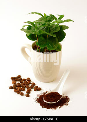 Kaffeepflanze und Körner. Stockfoto