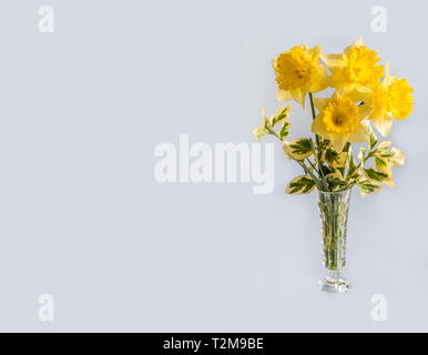 Der Frühling ist eine der Herrlichkeiten der West County. Dadffodils und Euonymus überall. Stockfoto