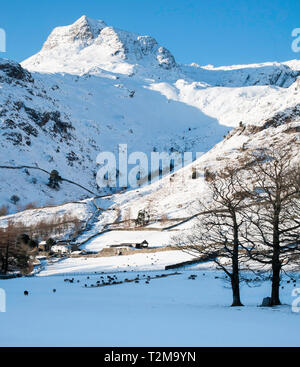 Herdwick-schafe im Schnee unter 'SPike o Kitzeln, Langdale Valley im englischen Lake District. Stockfoto