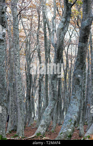 Buchenholz im Herbst Stockfoto