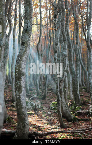 Buchenholz im Herbst Stockfoto