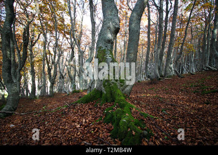 Buchenholz im Herbst Stockfoto