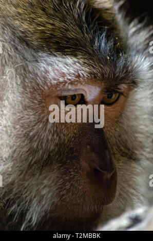 Close-up Stockfoto