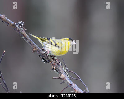 Siskin, Carduelis spinus, einzelne männliche auf Zweig, März 2019 Stockfoto