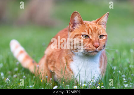 Katze sitzend. Geeignet für Tier, Tier- und Pflanzenwelt Themen Stockfoto