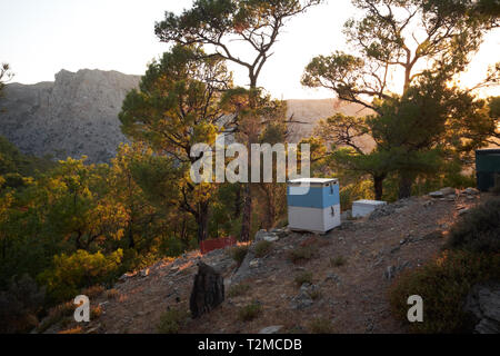Bienenstöcke im Wald in der Nähe der Chalaris Canyon, Ikaria, Griechenland Stockfoto