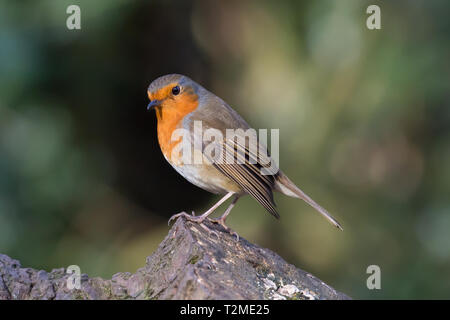 Detailreiche, nahe Seitenansicht eines einzelnen, wilden, britischen Rotkehlvogels (Erithacus rubecula), isoliert, auf einem Baumstumpf in einem natürlichen britischen Waldlebensraum thront. Stockfoto