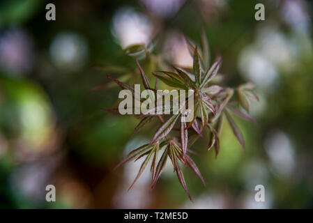 Kleine Niederlassung von Acer atropurpureum, japanische Ahorn Stockfoto