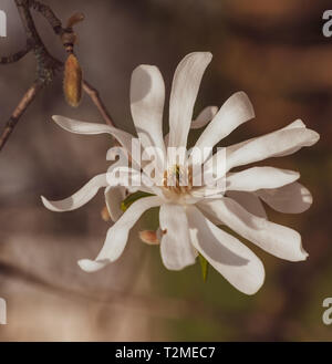 Blumen Natur bunte outdoor Bild eines weißen Magnolia Blossom im hellen Sonnenschein mit einer unscharfen natürlichen Hintergrund für einen heißen Frühling Stockfoto