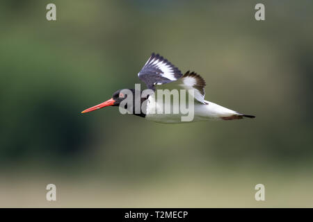 Nahansicht des britischen Austernfellvogels (Haematopus ostralegus), der im Mittelflug isoliert wurde, nach links. Austernfischer fliegende Flügel breiten sich aus. Stockfoto