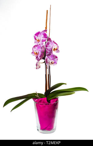 Rosa Phalaenopsis Orchidee im Topf Stockfoto