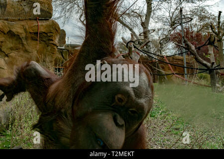 Zoo neugeborenes Baby Orang Utan Affe Stockfoto