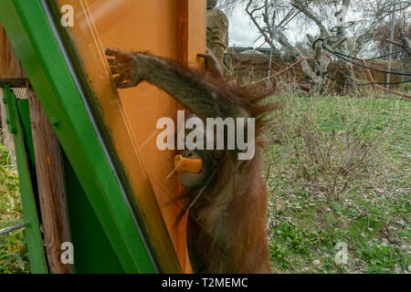 Zoo neugeborenes Baby Orang Utan Affe Stockfoto