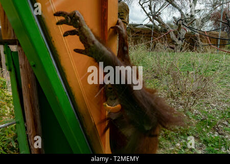 Zoo neugeborenes Baby Orang Utan Affe Stockfoto