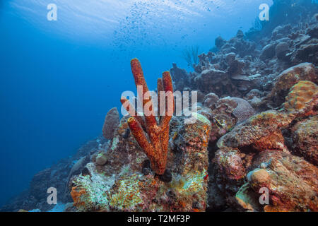 Marine eine große Auswahl an Soft Coral, Curacao Stockfoto