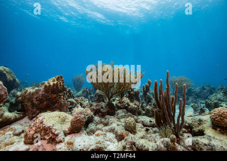 Marine eine große Auswahl an Soft Coral, Curacao Stockfoto