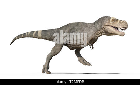 T-Rex Dinosaurier, Tyrannosaurus Rex Reptile läuft, prähistorische Jurassic Tier auf weißem Hintergrund, 3D-Darstellung Stockfoto