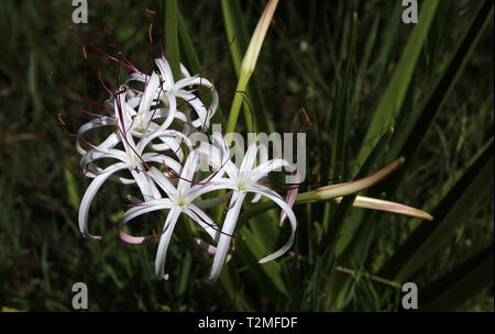 Lotus pavot Blumen in Pamplemousses Gardens, Mauritius, Indischer Ozean Stockfoto