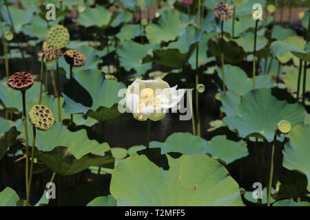 Lotus pavot Blumen in Pamplemousses Gardens, Mauritius, Indischer Ozean Stockfoto