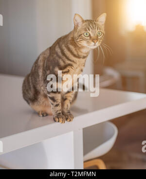 Schöne kurze Haare Katze am weißen Tisch zu Hause sitzen Stockfoto