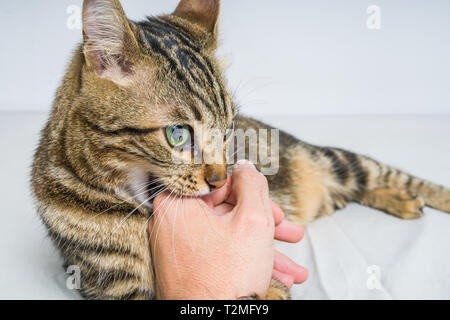 Schöne kurze Haare Katze beißt die Hand auf dem Bett liegend zu Hause Stockfoto